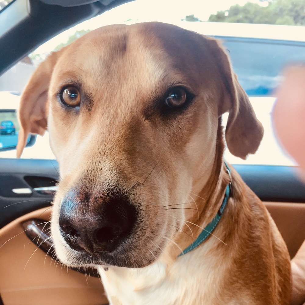 Meet HANK - please buy my stuff he eats a lot !
